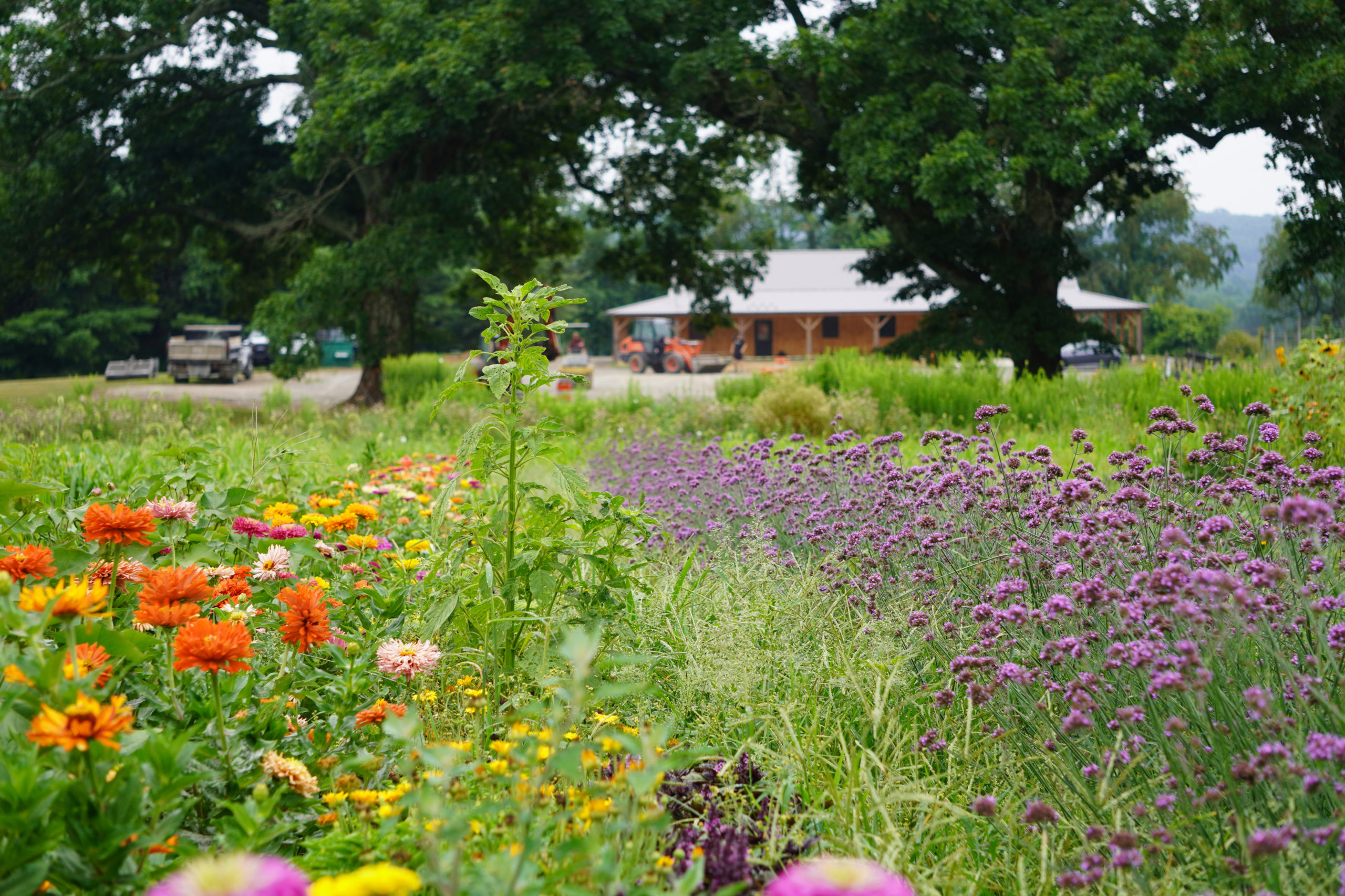 Coverdale Farm Preserve and Market - Harvest Market